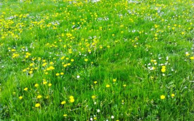 PASQUETTA O LUNEDI DELL’ANGELO